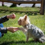 Transforming Walks: Achieving A Calm, Connected Leash Partnership