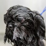 Guarding Canine Ears: From Moisture To Microbiome Balance