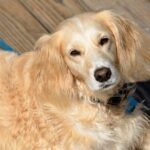 The Canine Conundrum: Solving Furniture Chewing Through Enrichment & Training