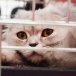 Mastering Feline Hydration: From Fountains To Food